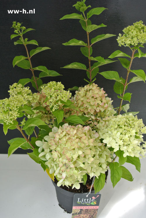 Hydrangea paniculata `Little Lime` Pluimhortensia Hydrangea paniculata `Little Lime` Pluimhortensia